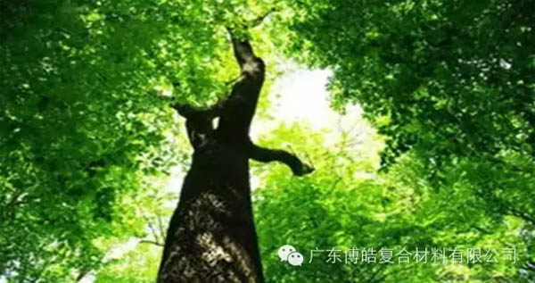 【博皓感悟】欲為大樹，莫與草爭-1