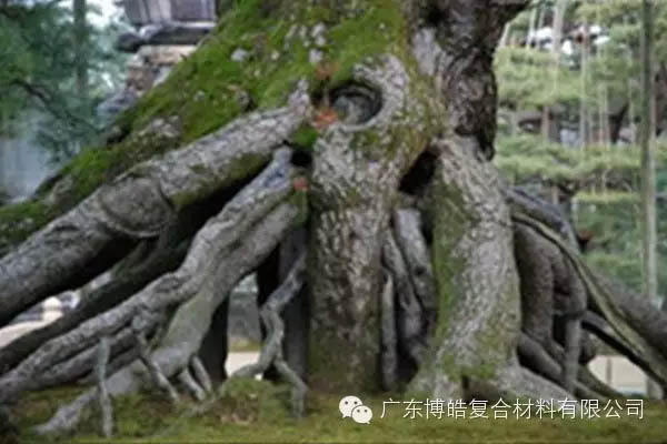 【博皓感悟】欲為大樹，莫與草爭-5